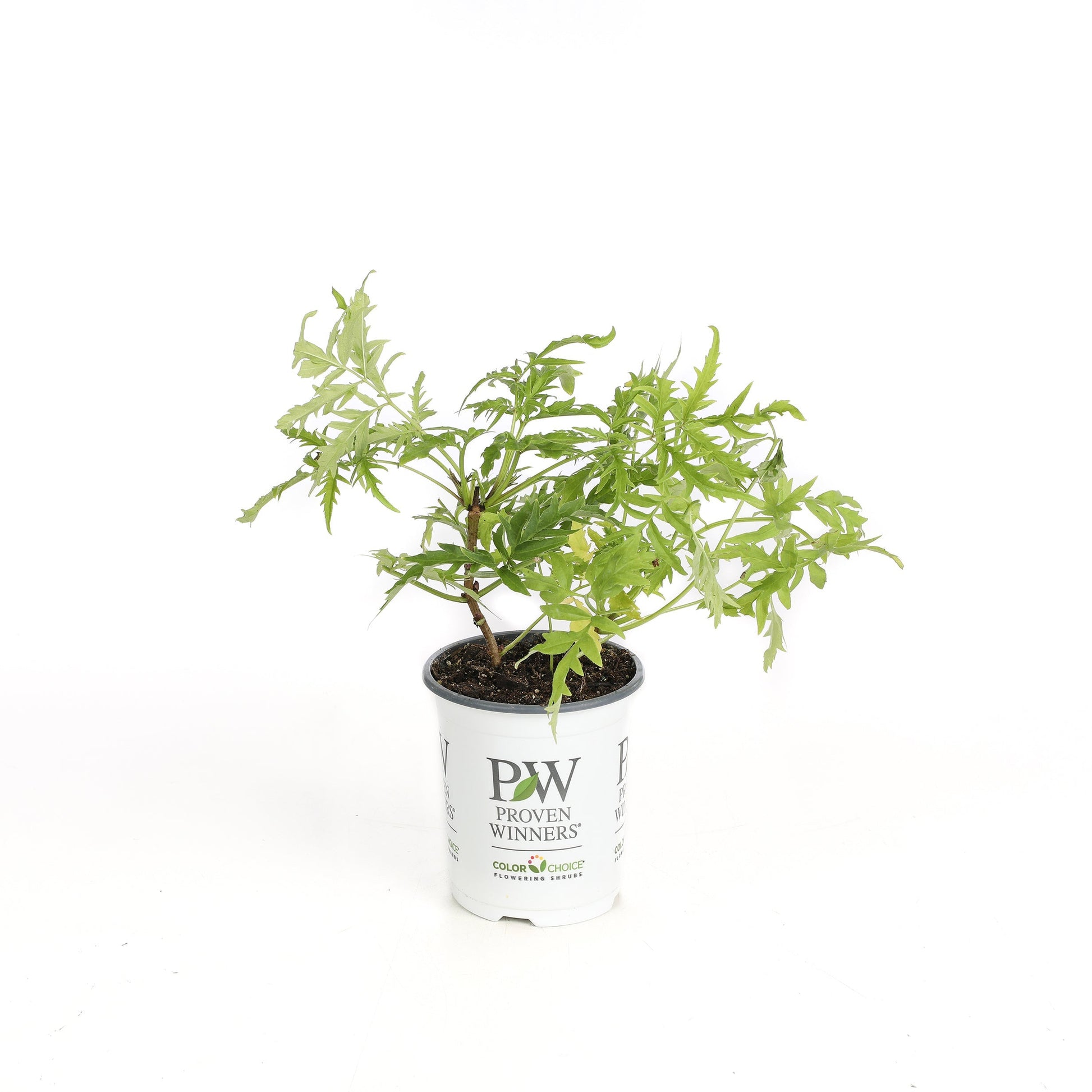 Lemony Lace Elderberry in container.