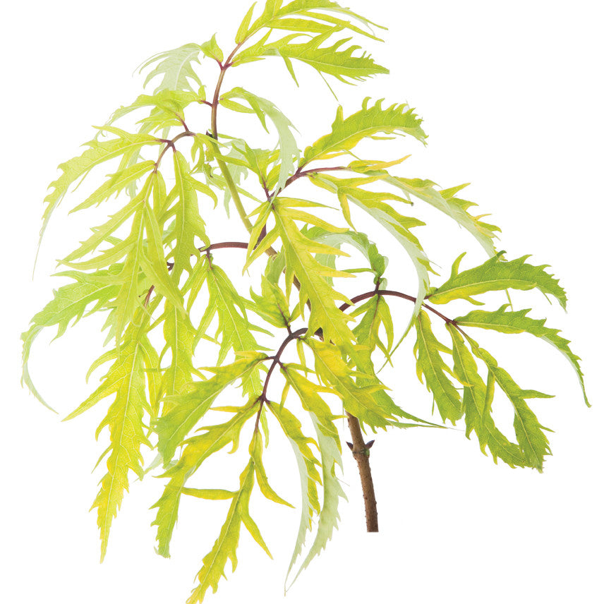 Lemony Lace® Elderberry (Sambucus racemosa)