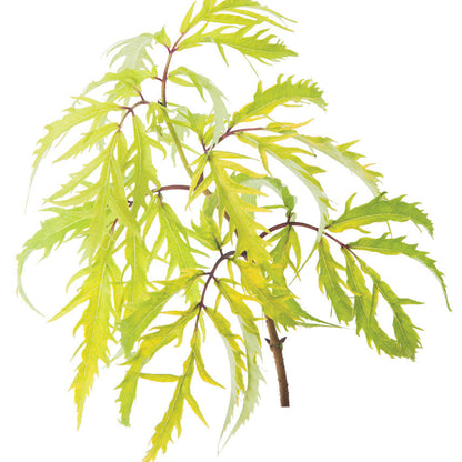 Lemony Lace® Elderberry (Sambucus racemosa)