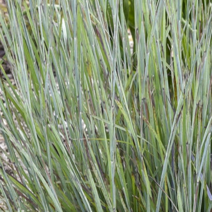Prairie Winds® 'Brush Strokes' Little Bluestem (Schizachyrium scoparium)