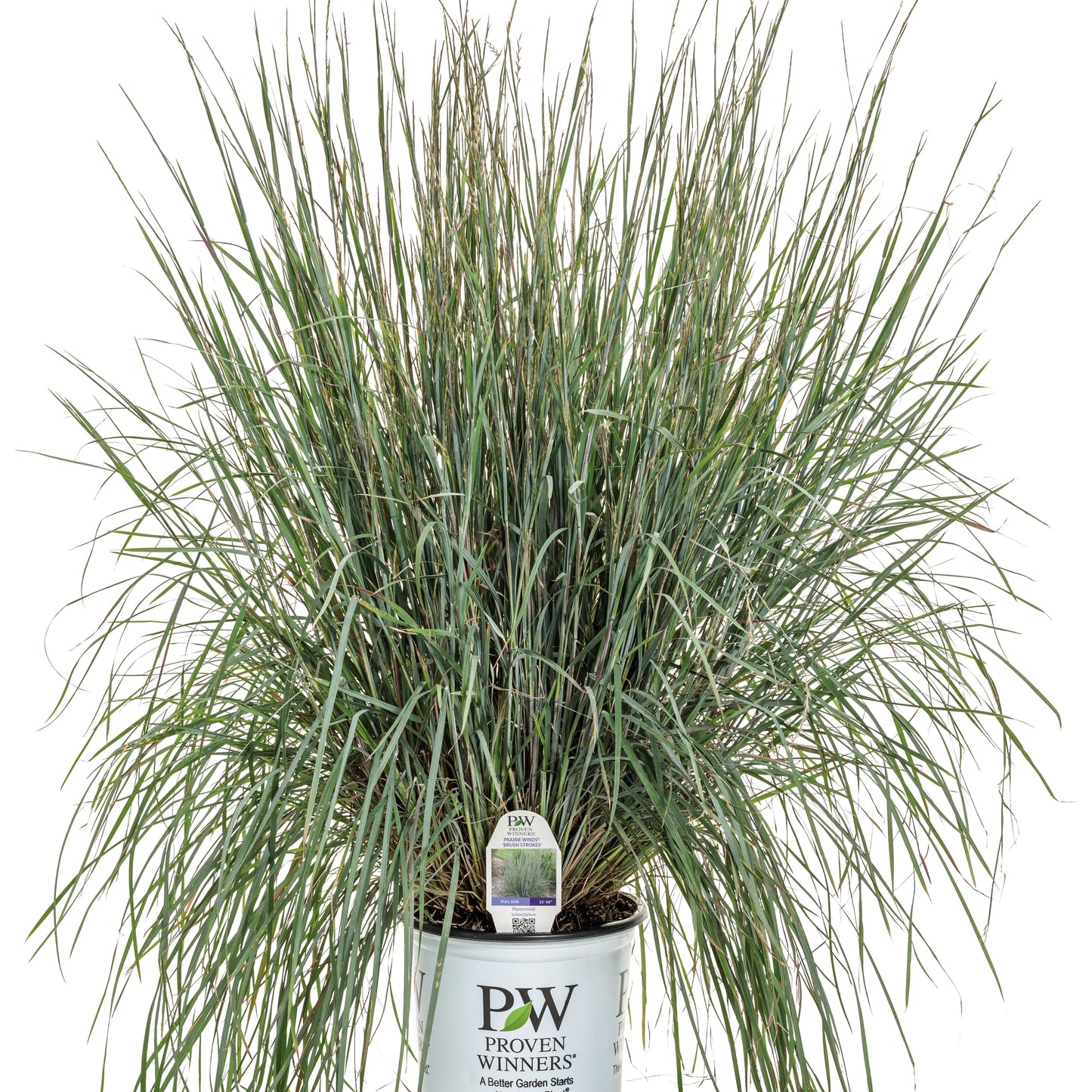 Prairie Winds® 'Brush Strokes' Little Bluestem (Schizachyrium scoparium)
