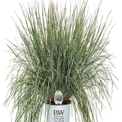 Prairie Winds® 'Brush Strokes' Little Bluestem (Schizachyrium scoparium)