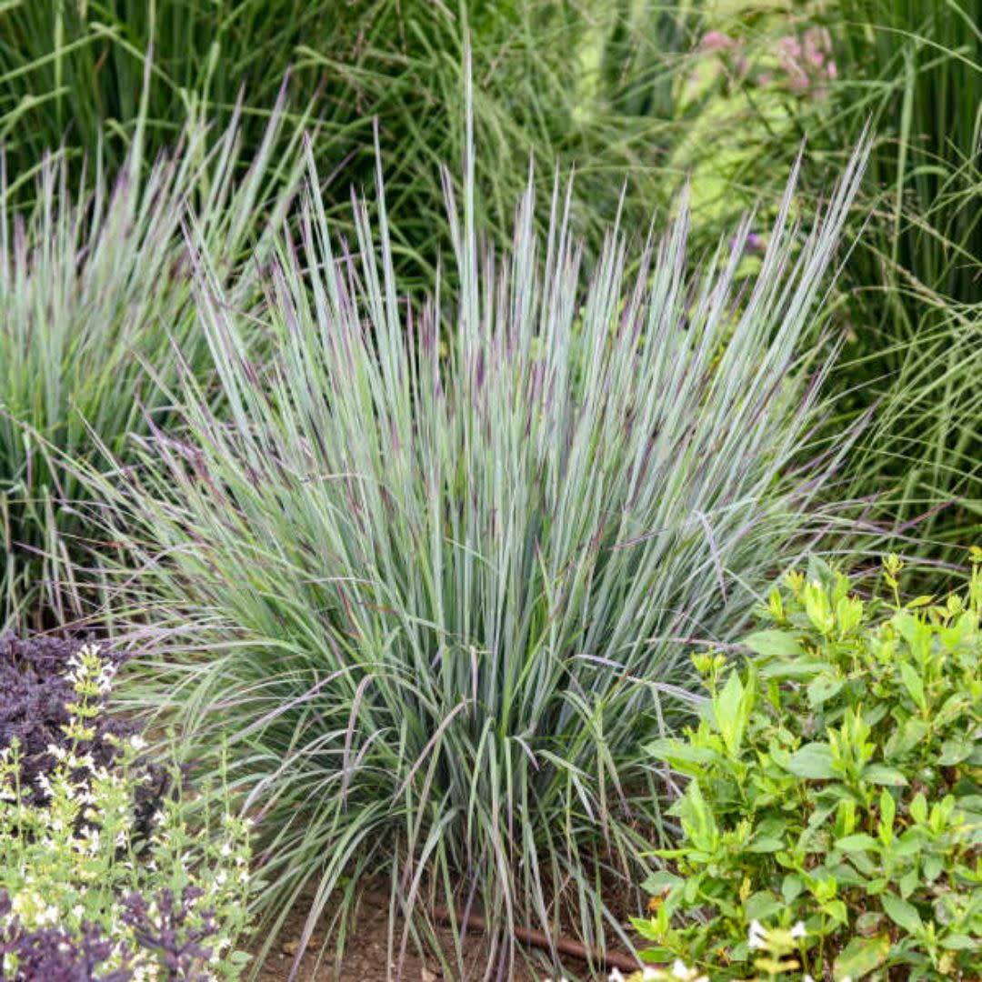 Prairie Winds® 'Brush Strokes' Little Bluestem (Schizachyrium scoparium)