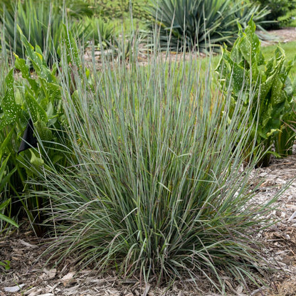 Prairie Winds® 'Brush Strokes' Little Bluestem (Schizachyrium scoparium)