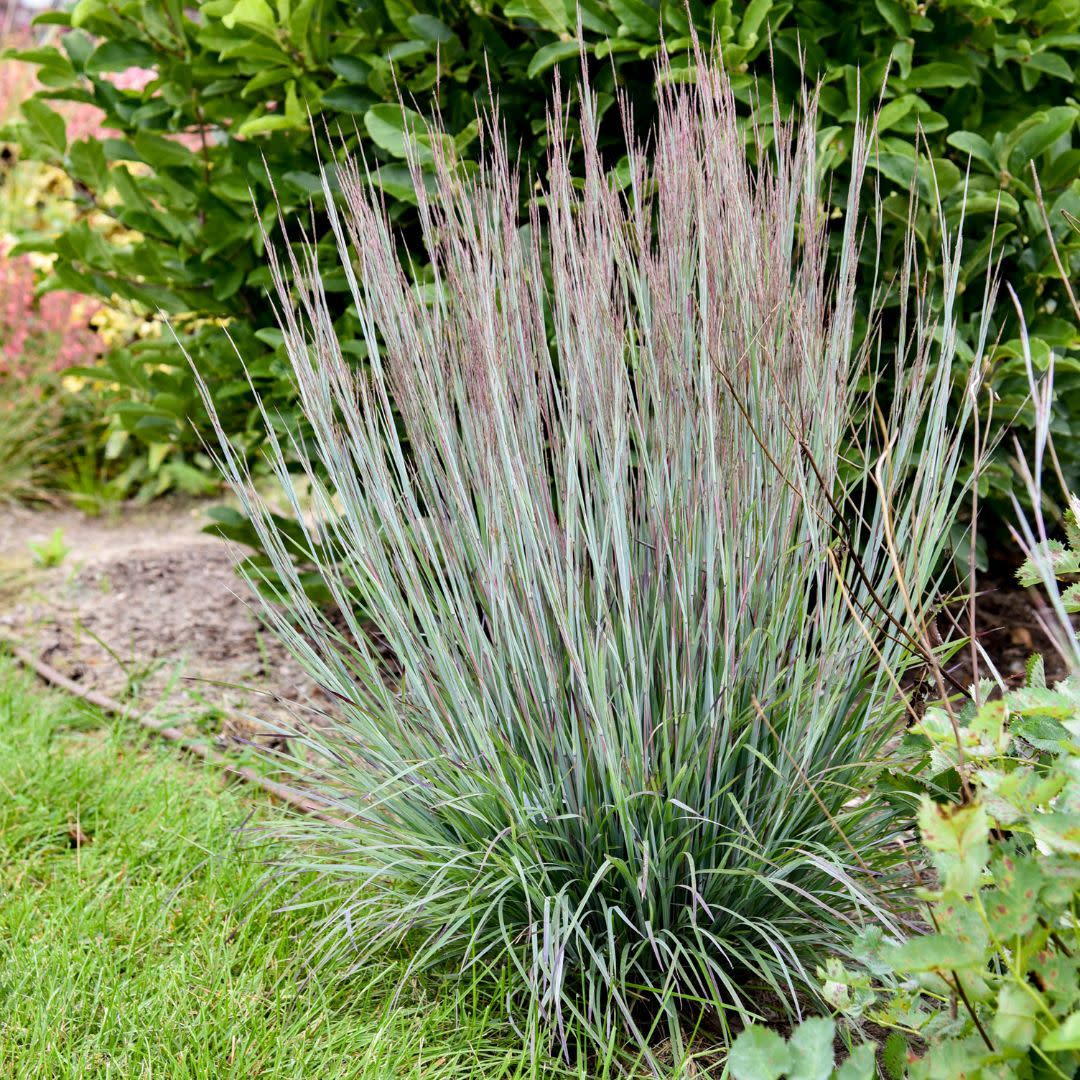 Prairie Winds® 'Brush Strokes' Little Bluestem (Schizachyrium scoparium)