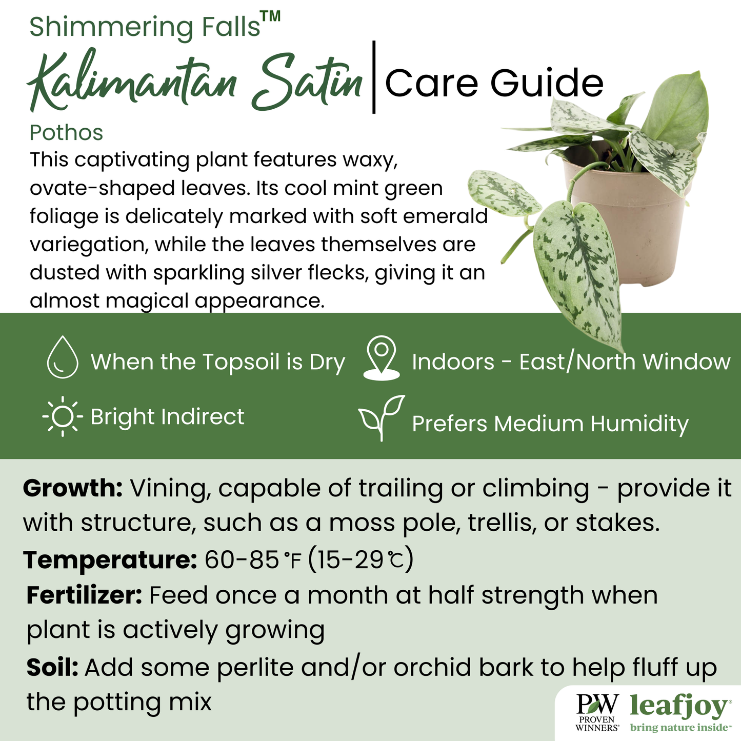 leafjoy® Shimmering Falls™ Kalimantan Satin Pothos (Scindapsus)