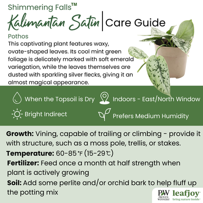 leafjoy® Shimmering Falls™ Kalimantan Satin Pothos (Scindapsus)