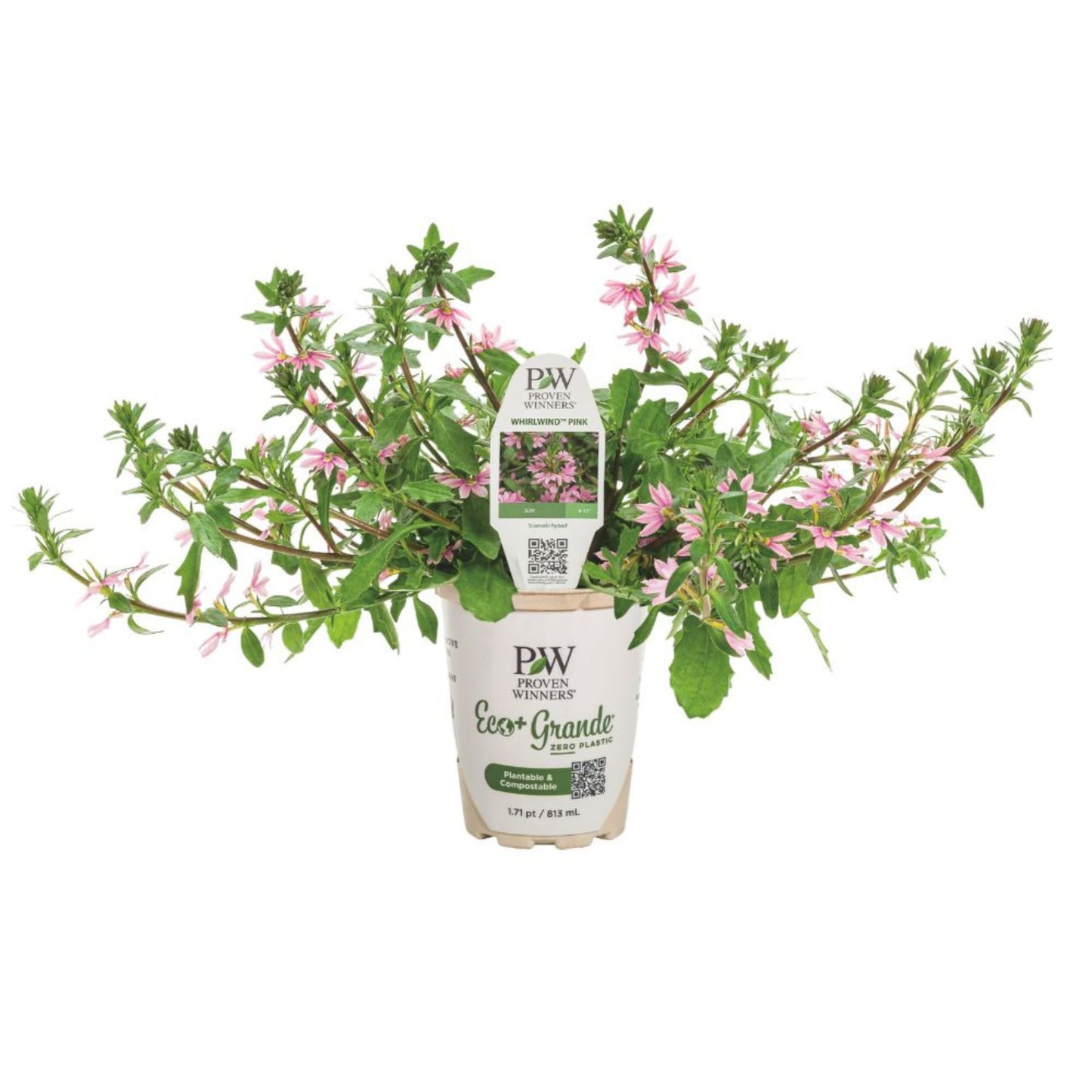 Whirlwind® Pink Fan Flower (Scaevola aemula)
