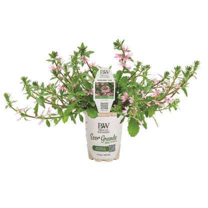 Whirlwind® Pink Fan Flower (Scaevola aemula)