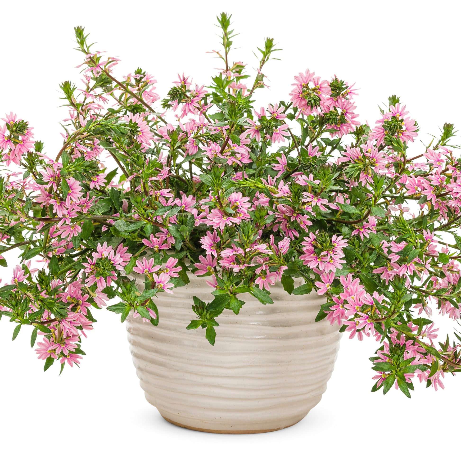 Whirlwind Pink Fan Flower in use.