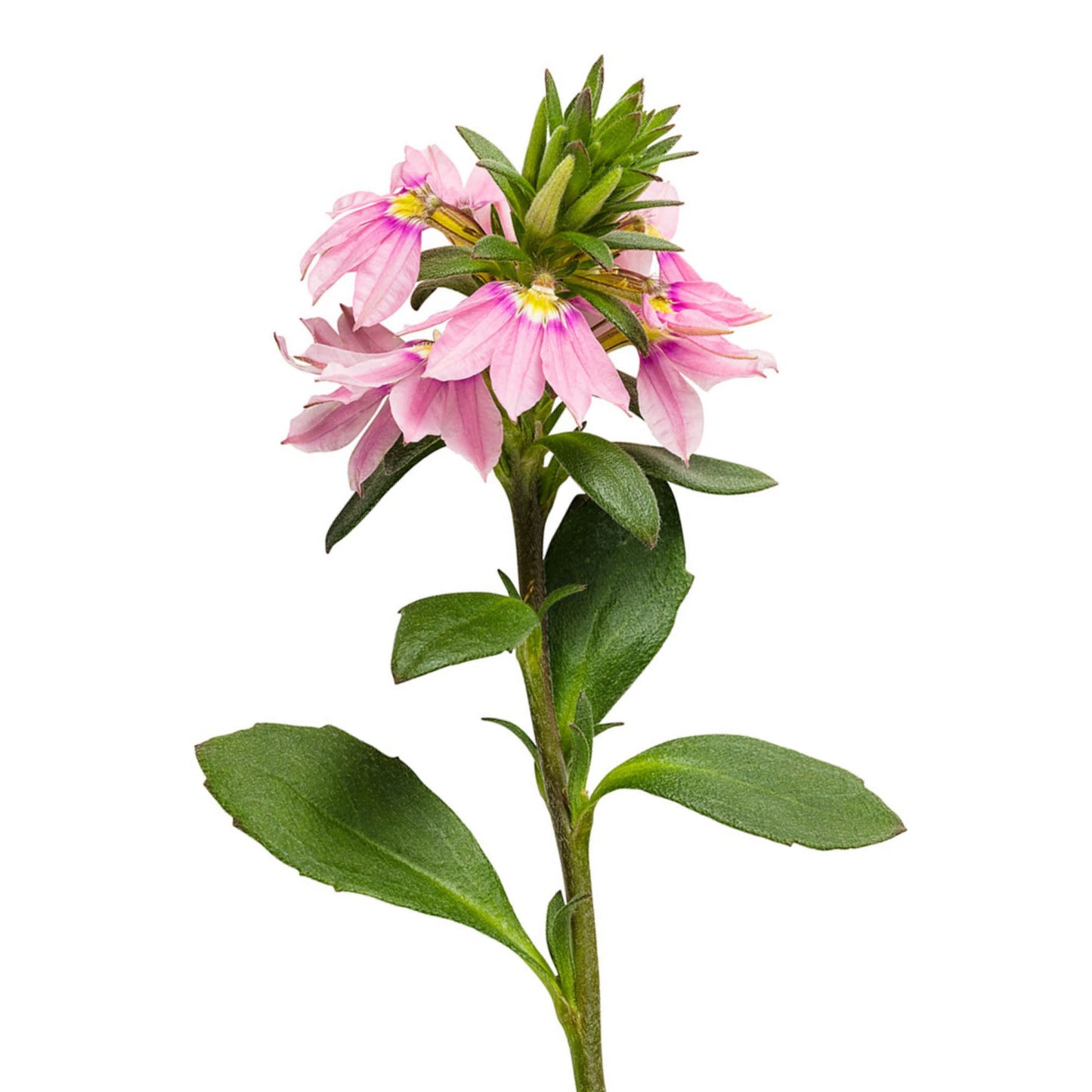 Whirlwind® Pink Fan Flower (Scaevola aemula)