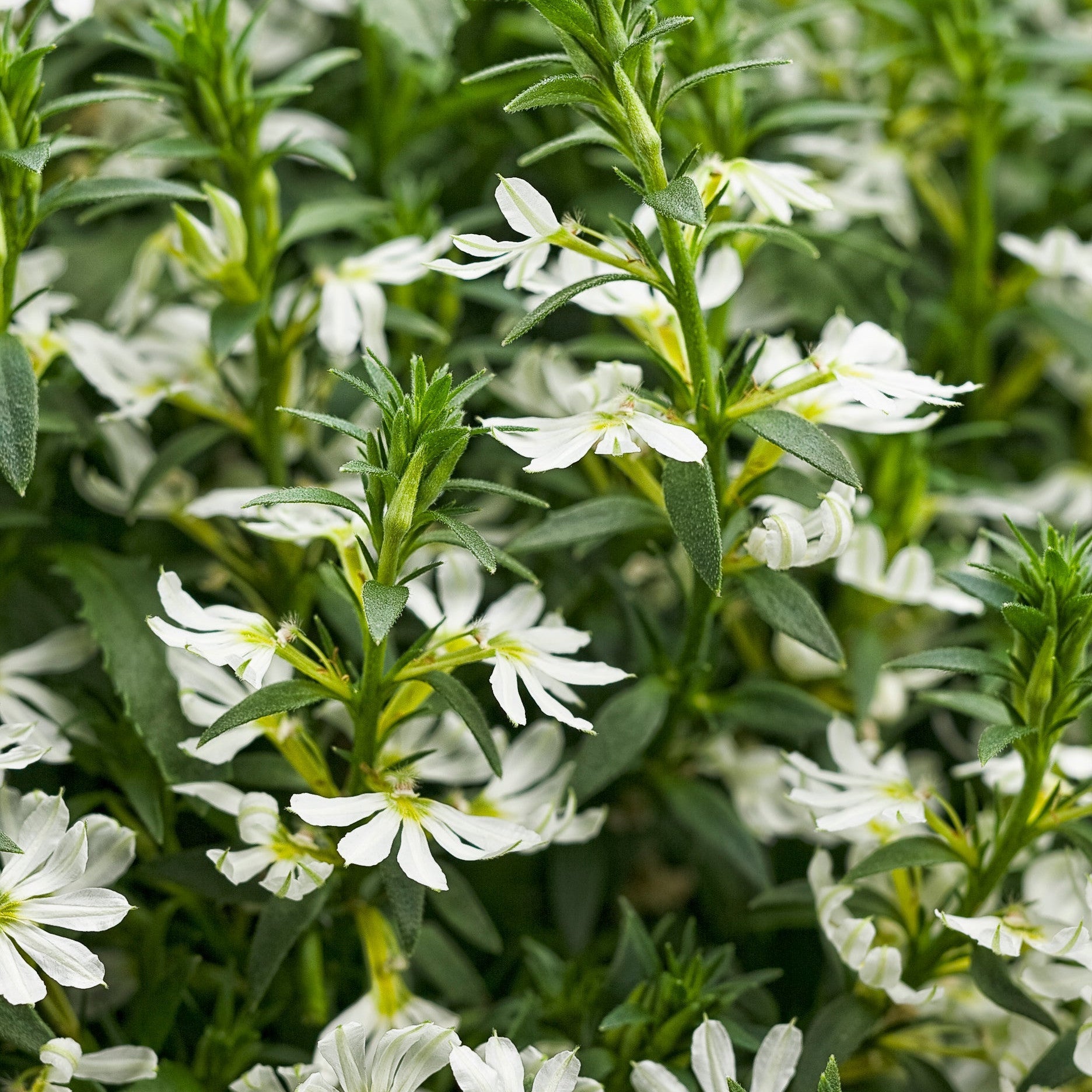 Whirlwind White Fan Flower up close.