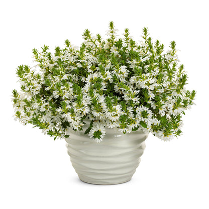 Whirlwind® White Fan Flower (Scaevola aemula)