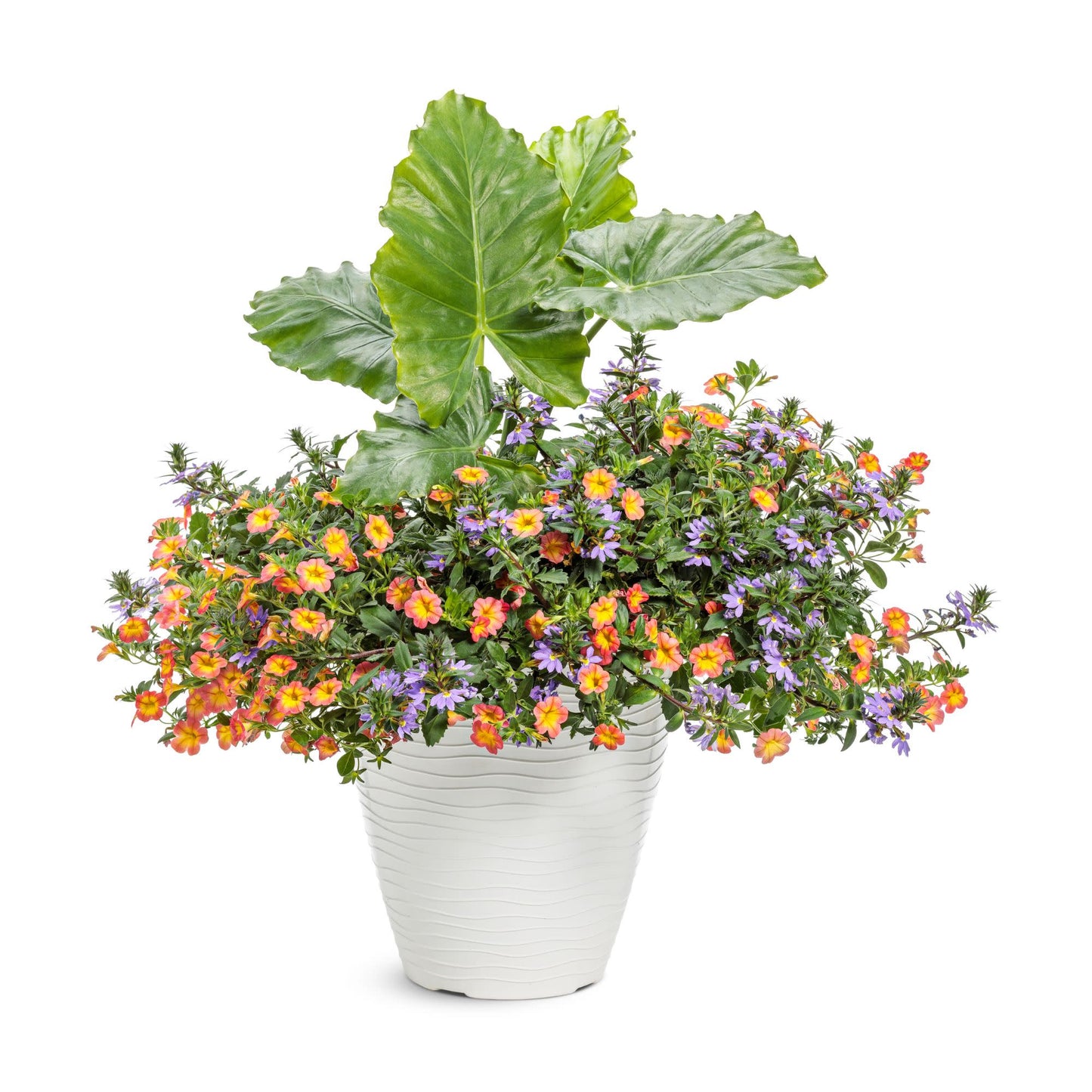 Whirlwind® Blue Fan Flower (Scaevola aemula)