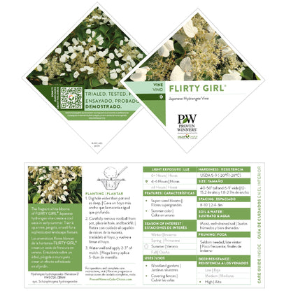 Flirty Girl® False Hydrangea-Vine (Schizophragma hydrangeoides)