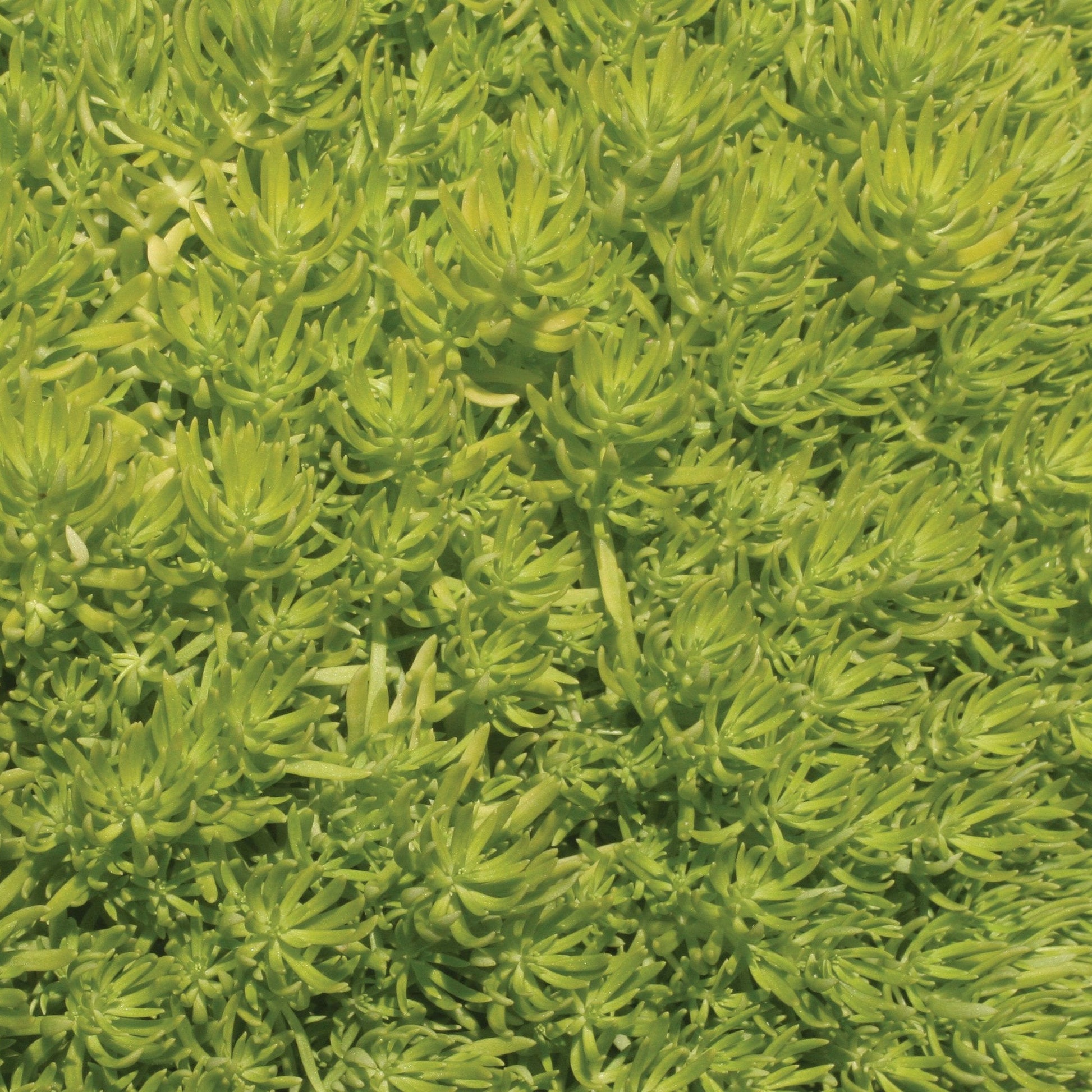 Lemon Coral Stonecrop up close.