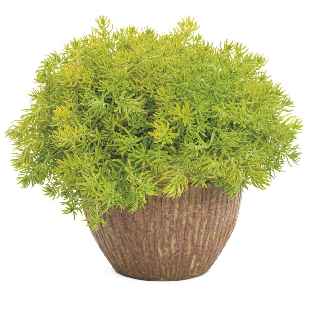 Limited Edition Royale™ | Lemon Coral® Stonecrop (Sedum mexicanum)