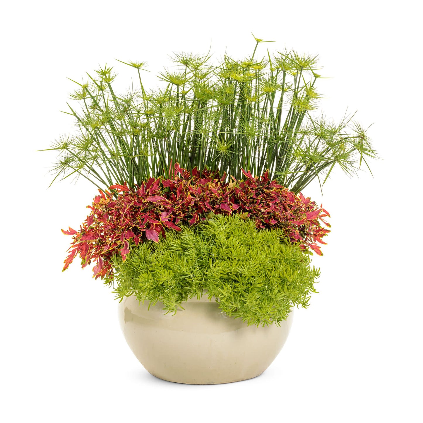 Limited Edition Royale™ | Lemon Coral® Stonecrop (Sedum mexicanum)
