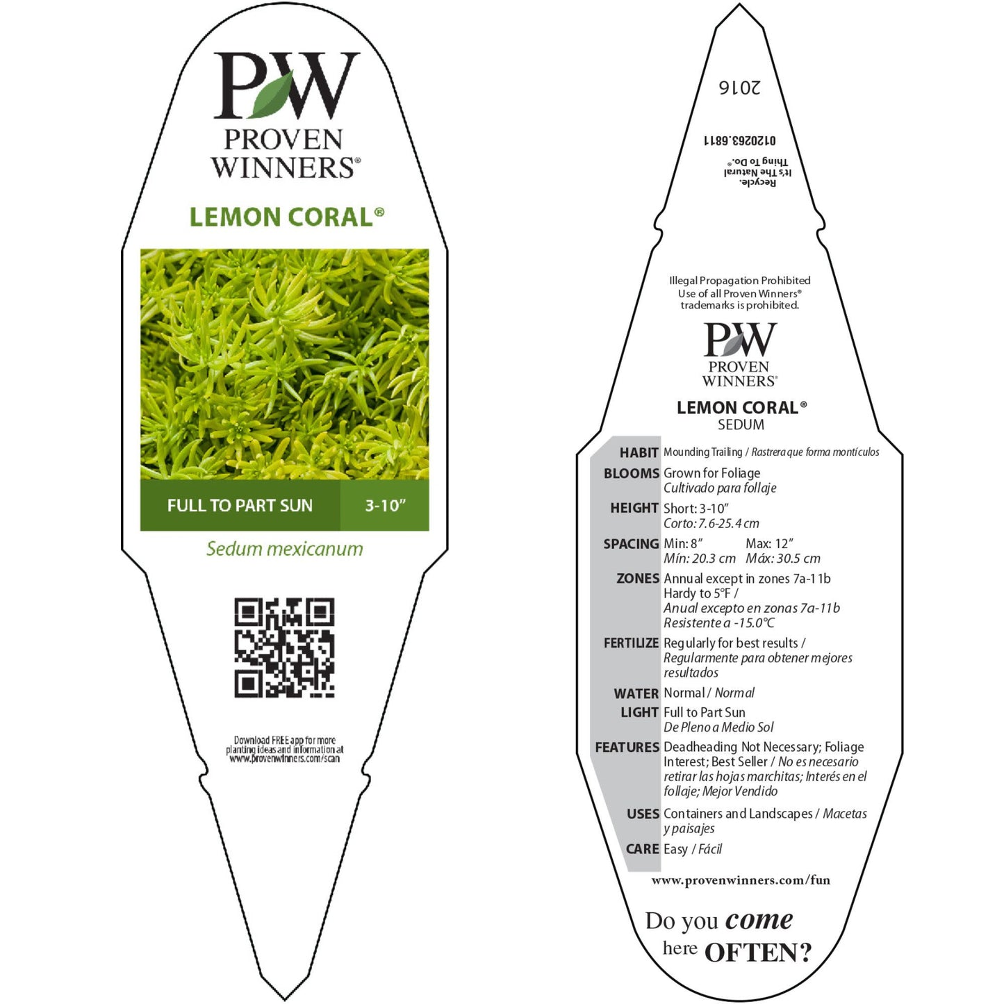Limited Edition Royale™ | Lemon Coral® Stonecrop (Sedum mexicanum)