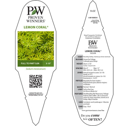 Limited Edition Royale™ | Lemon Coral® Stonecrop (Sedum mexicanum)