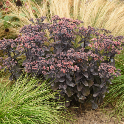 Rock 'N Grow 'Back in Black' Stonecrop in use.