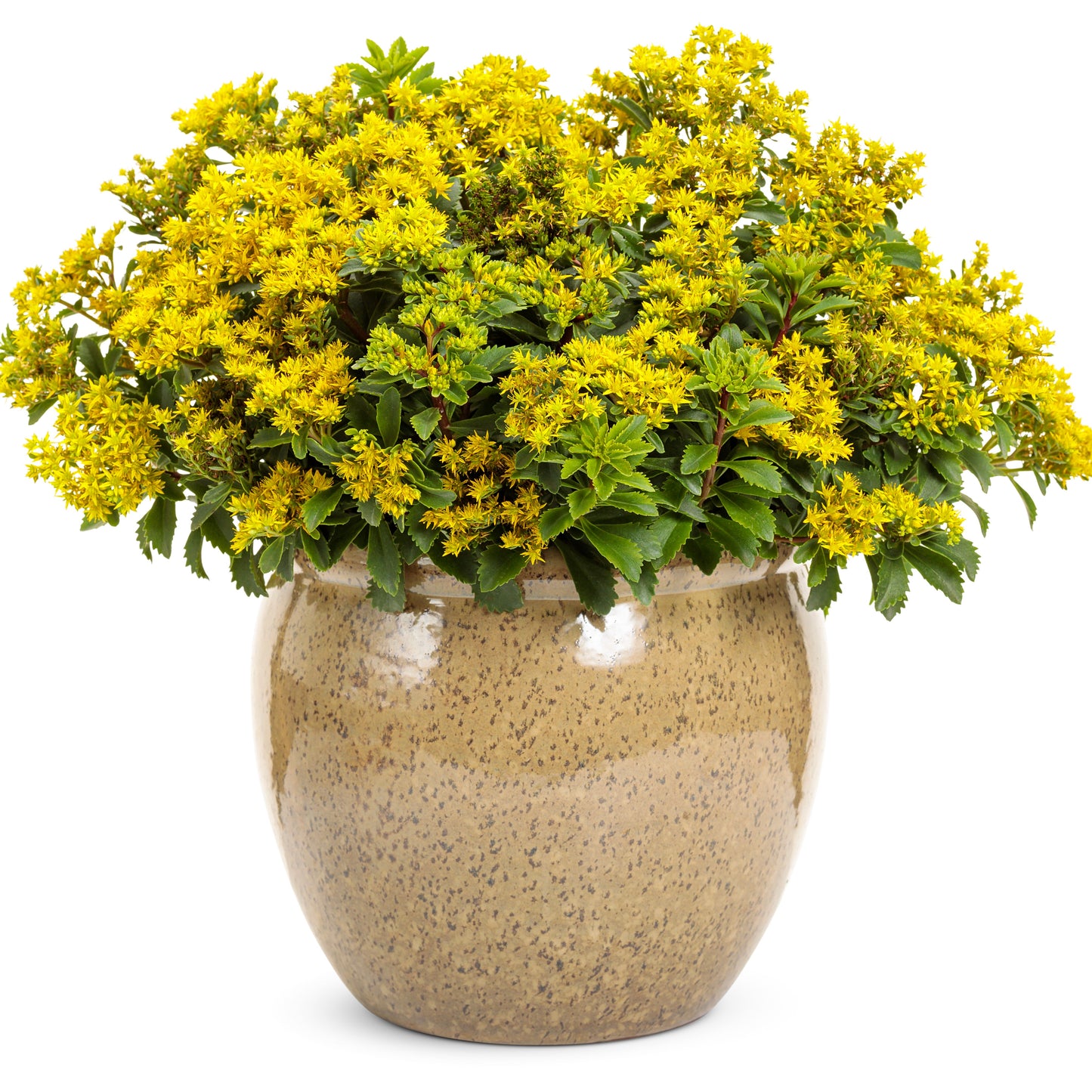 Rock 'N Grow® 'Bright Idea' Stonecrop (Sedum)