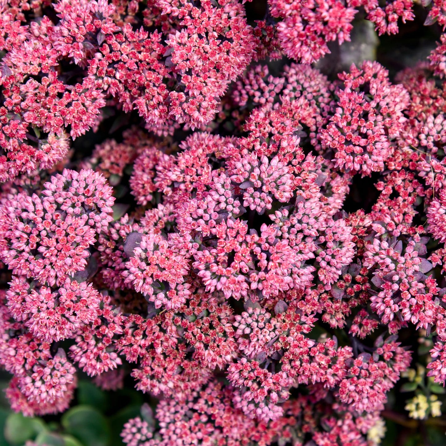 Rock 'N Grow® 'Midnight Velvet' Stonecrop (Sedum)