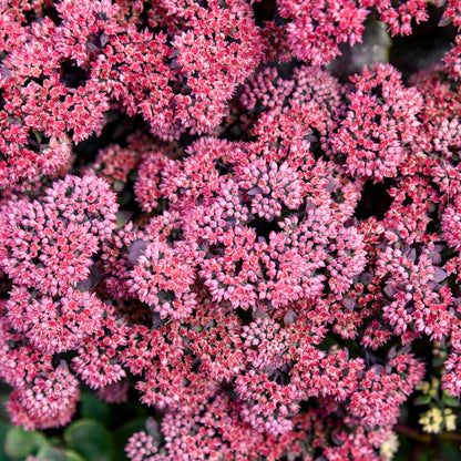 Rock 'N Grow® 'Midnight Velvet' Stonecrop (Sedum)