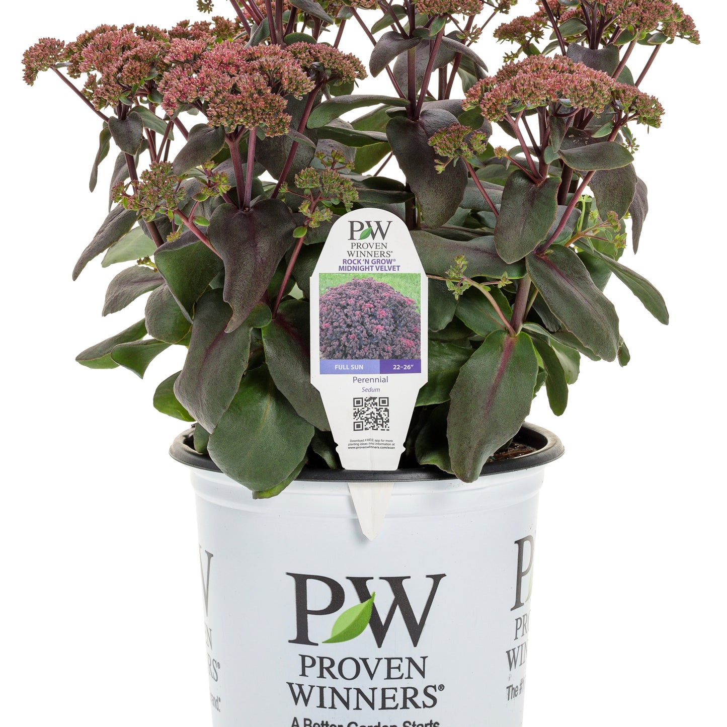 Rock 'N Grow® 'Midnight Velvet' Stonecrop (Sedum)