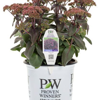Rock 'N Grow® 'Midnight Velvet' Stonecrop (Sedum)