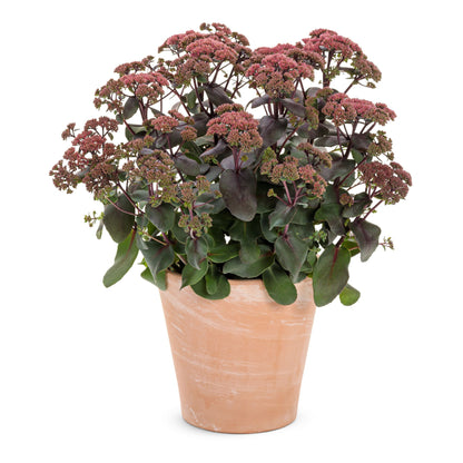 Rock 'N Grow® 'Midnight Velvet' Stonecrop (Sedum)