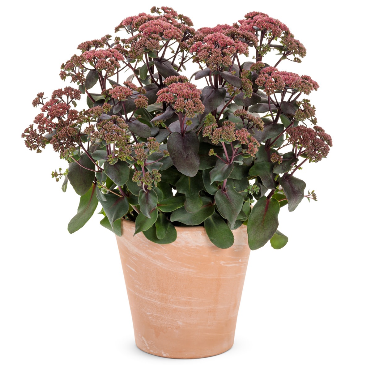 Rock 'N Grow® 'Midnight Velvet' Stonecrop (Sedum)