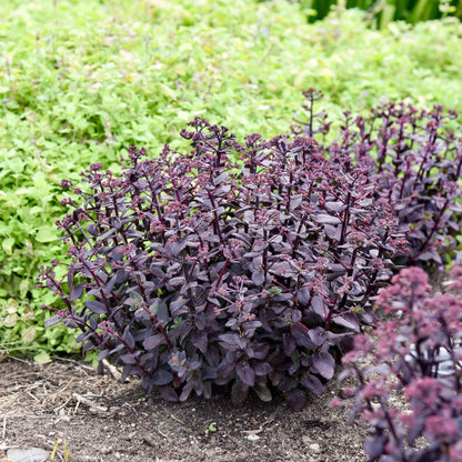 Rock 'N Grow® 'Midnight Velvet' Stonecrop (Sedum)