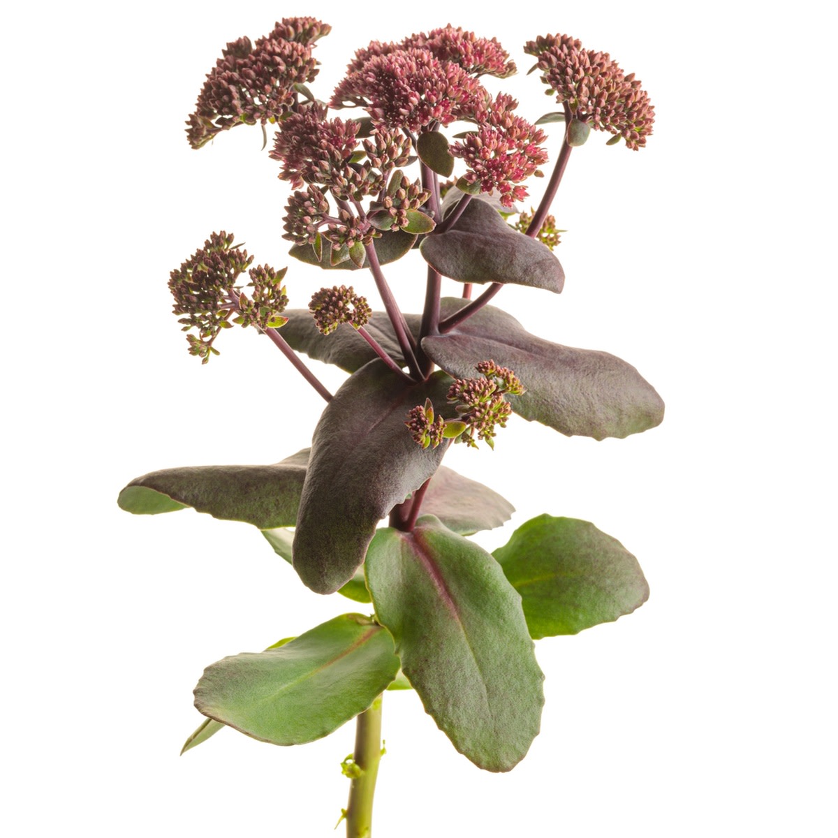 Rock 'N Grow® 'Midnight Velvet' Stonecrop (Sedum)