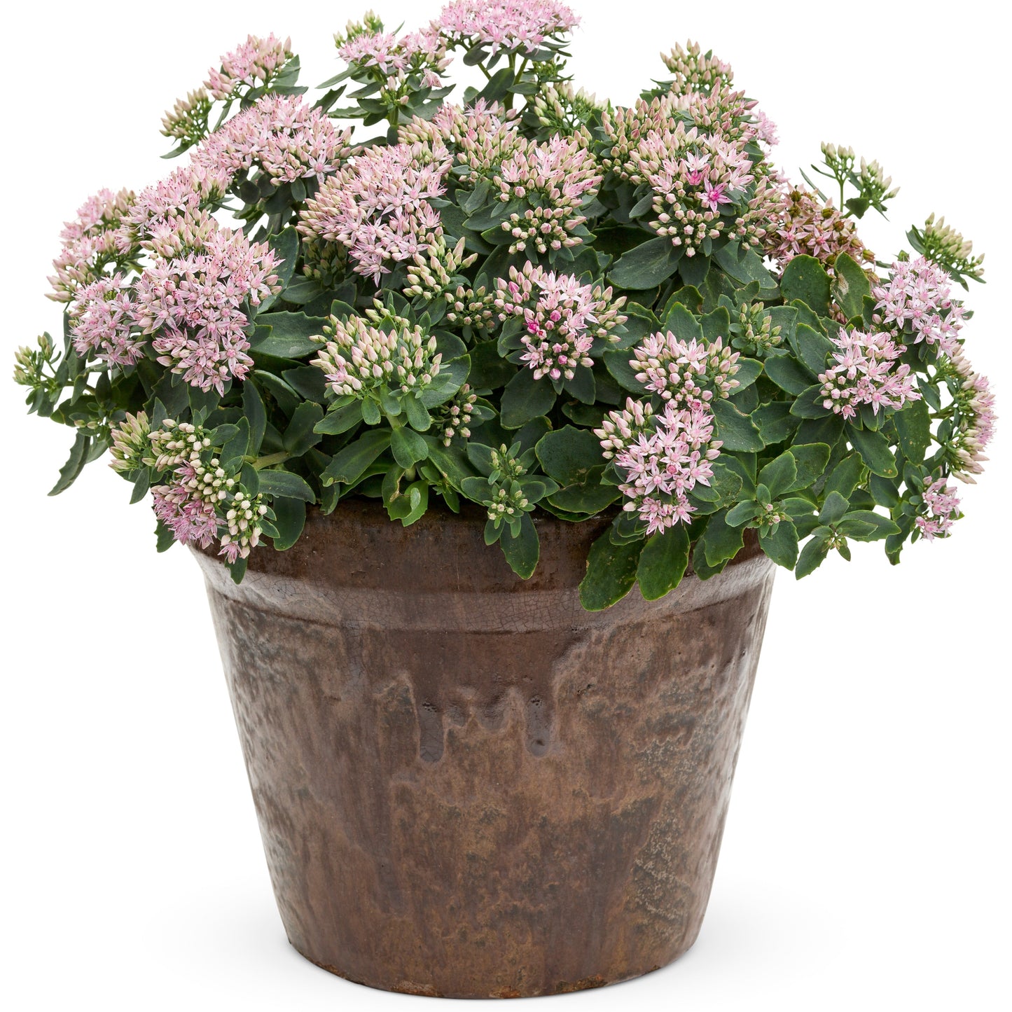 Rock 'N Round® 'Pure Joy' Stonecrop (Sedum)