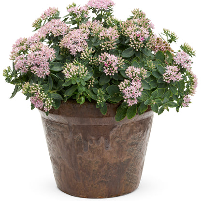 Rock 'N Round® 'Pure Joy' Stonecrop (Sedum)