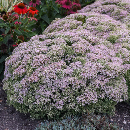 Rock 'N Round® 'Pure Joy' Stonecrop (Sedum)