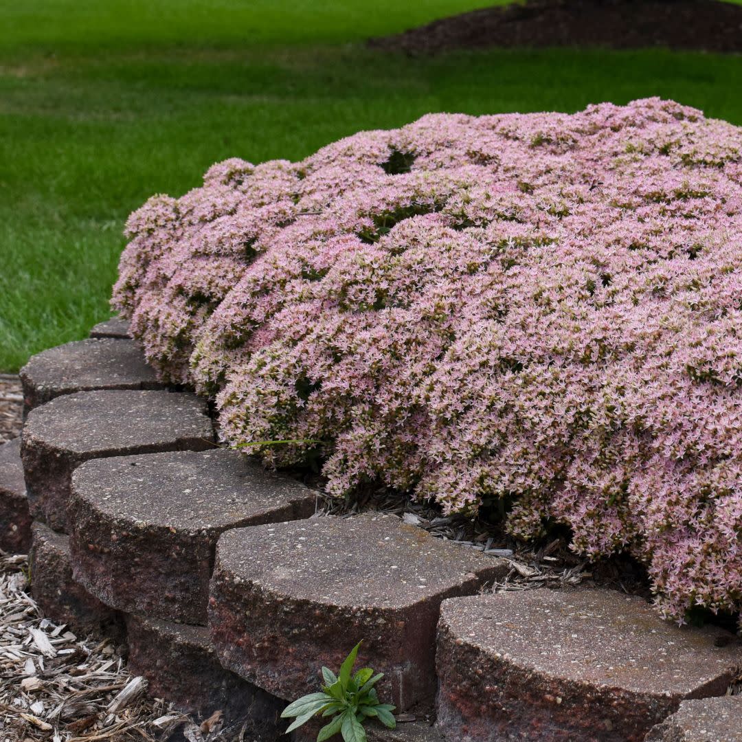 Rock 'N Round® 'Pure Joy' Stonecrop (Sedum)