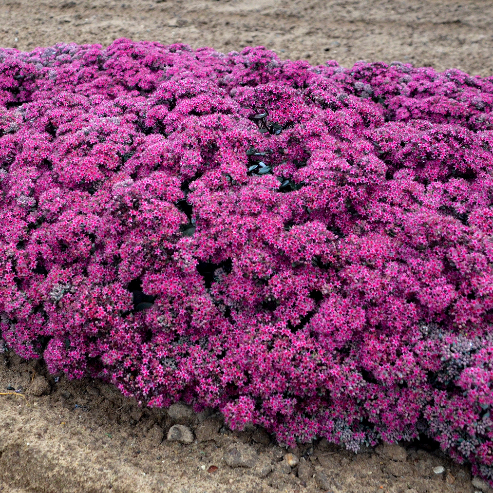 Rock 'N Grow 'Superstar' Stonecrop in focus.