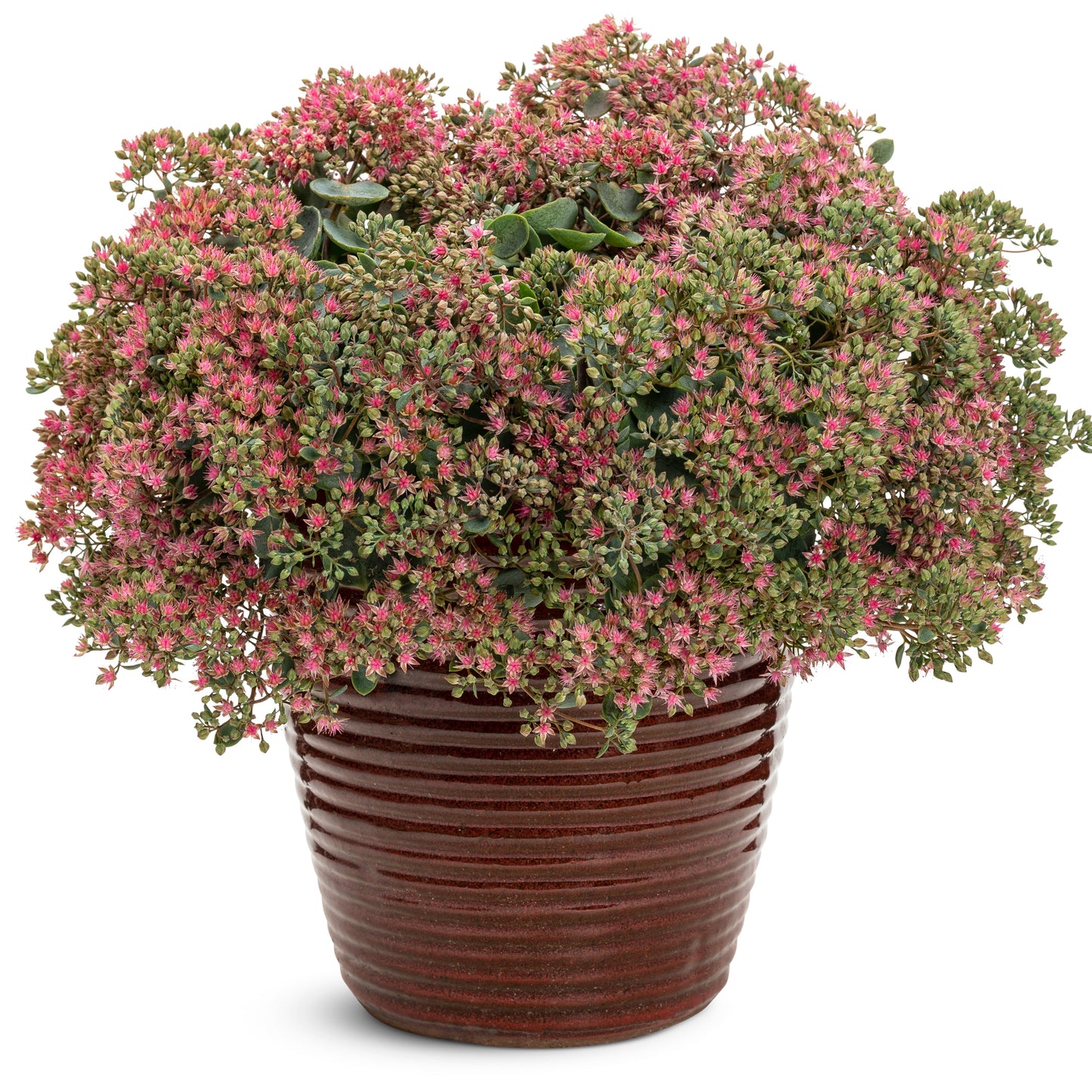 Rock 'N Round® 'Popstar' Stonecrop (Sedum)