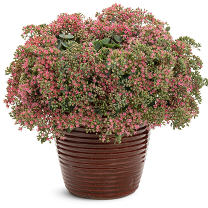 Rock 'N Round® 'Popstar' Stonecrop (Sedum)