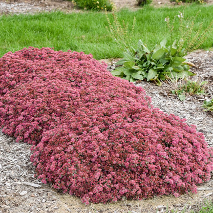 Rock 'N Round® 'Popstar' Stonecrop (Sedum)