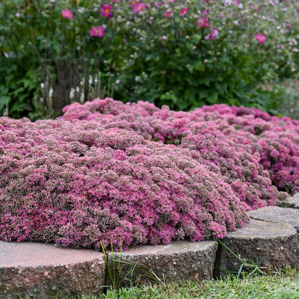 Rock 'N Round® 'Popstar' Stonecrop (Sedum)