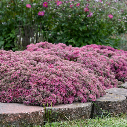 Rock 'N Round® 'Popstar' Stonecrop (Sedum)