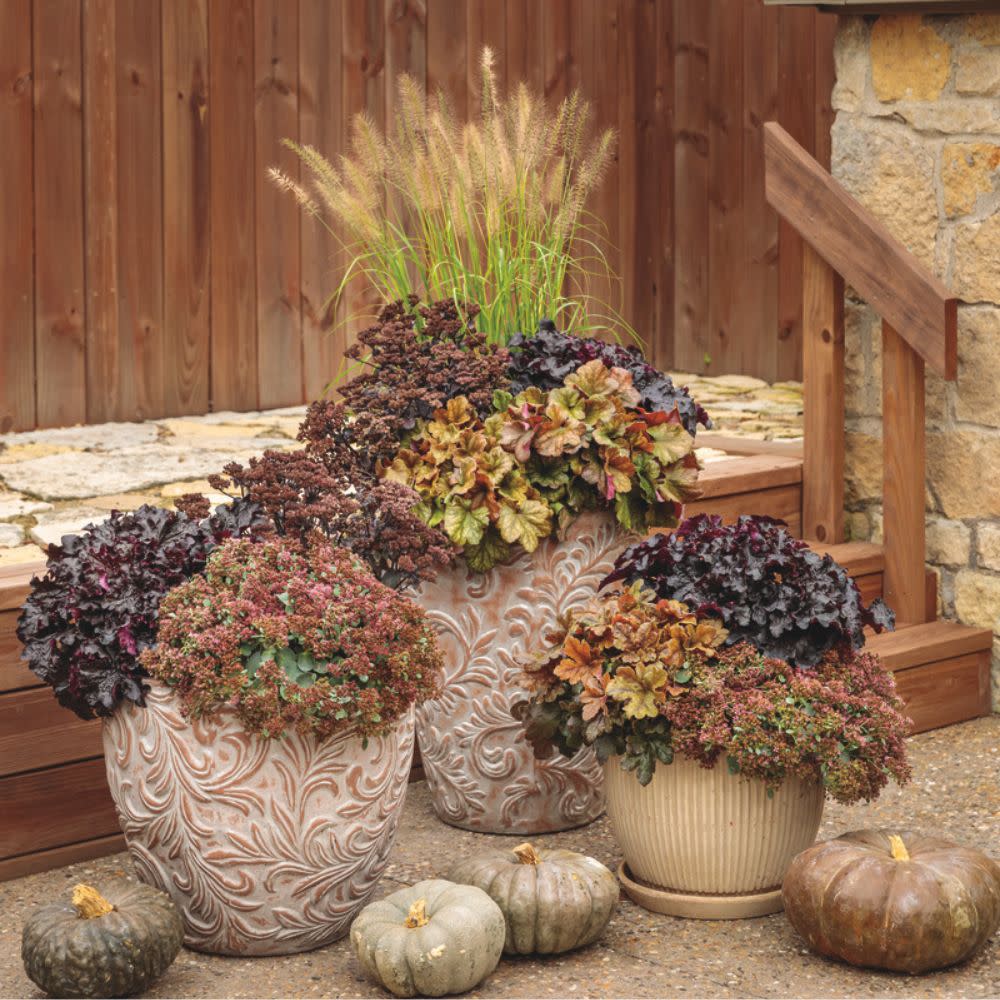 Rock 'N Round® 'Popstar' Stonecrop (Sedum)