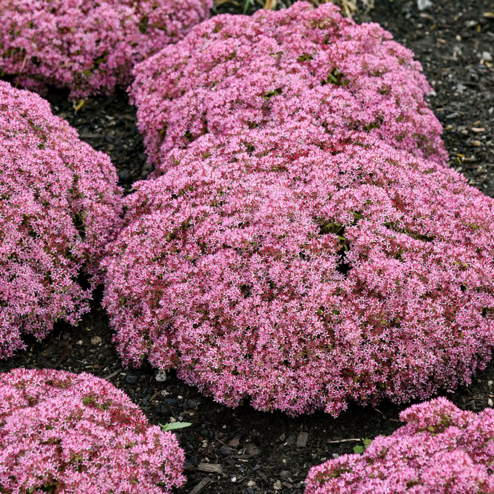 Rock 'N Round® 'Pride and Joy' Stonecrop (Sedum hybrid)