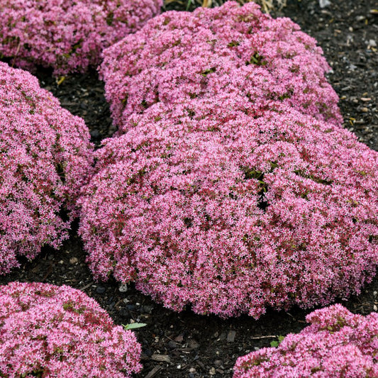 Rock 'N Round® 'Pride and Joy' Stonecrop (Sedum hybrid)