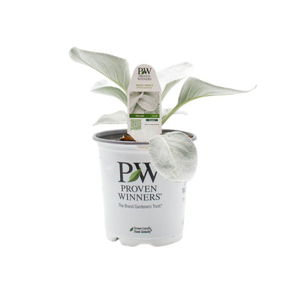 Limited Edition Royale™ | Angel Wings Sea Cabbage (Senecio candicans)