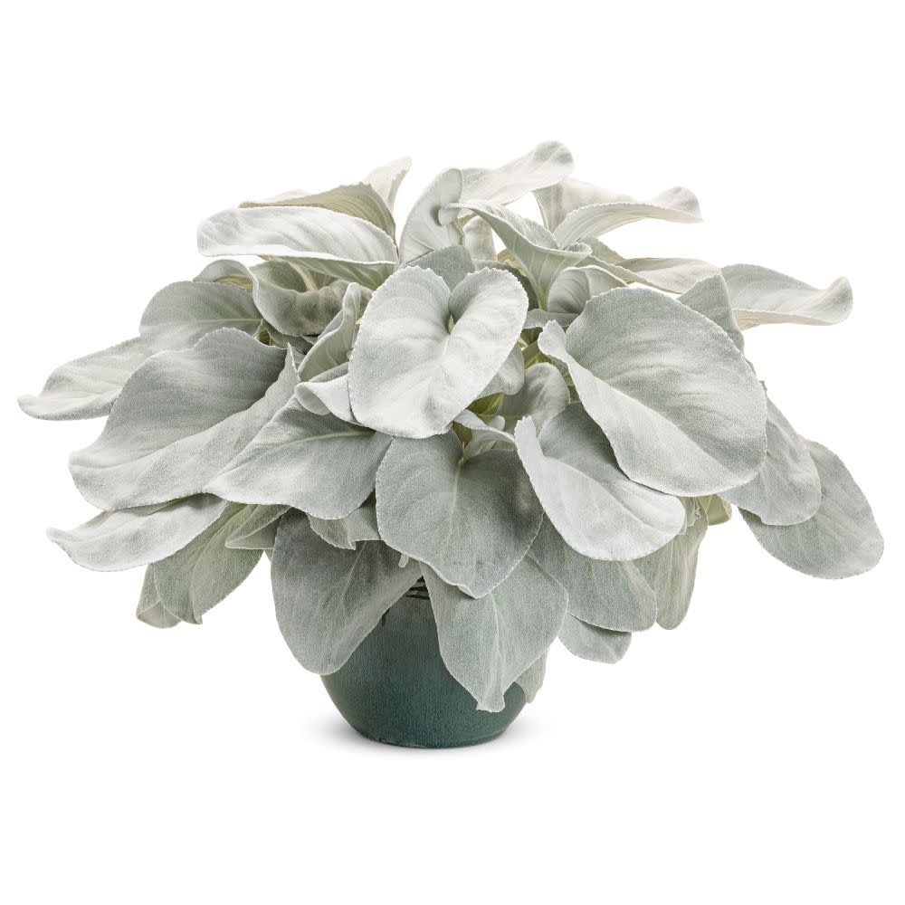 Limited Edition Royale™ | Angel Wings Sea Cabbage (Senecio candicans)