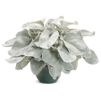 Limited Edition Royale™ | Angel Wings Sea Cabbage (Senecio candicans)